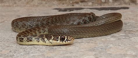 maltese snakes